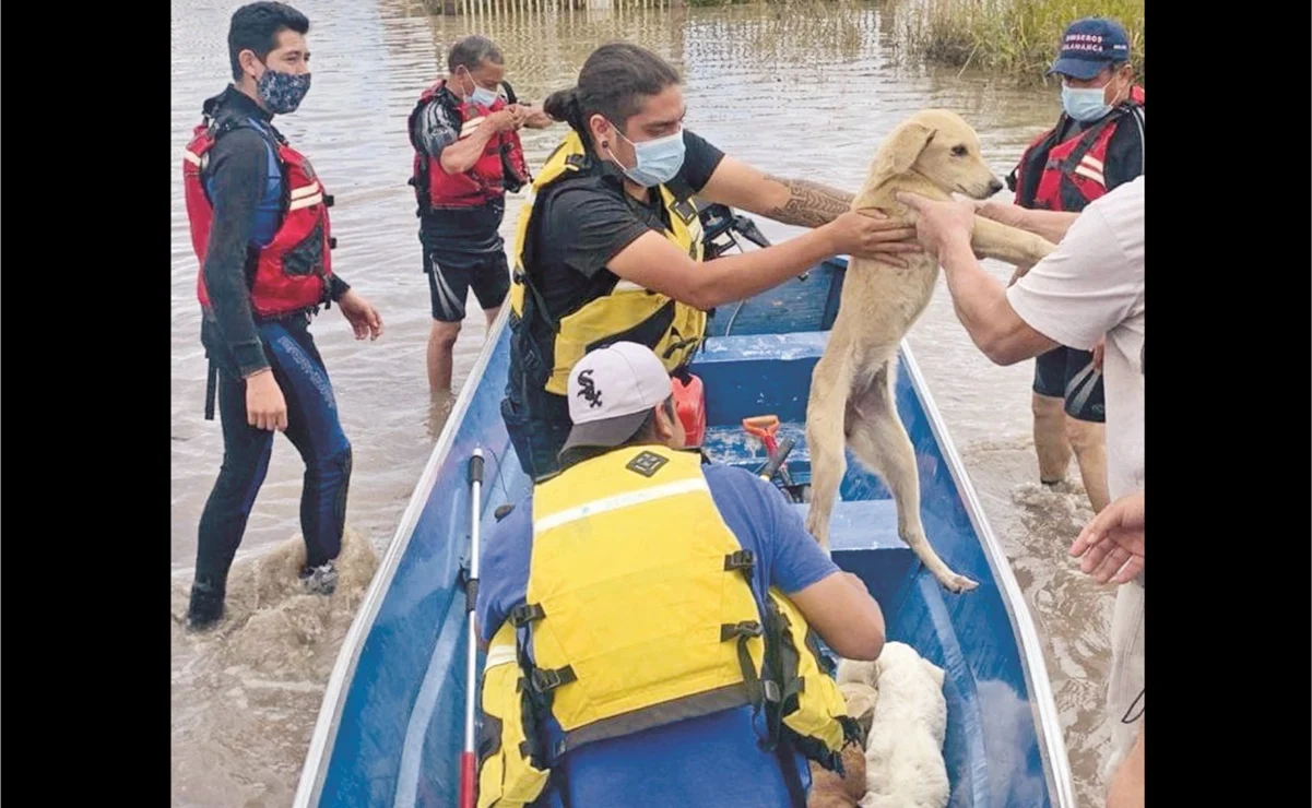 Elementos de Protección Civil y bomberos rescataron decenas de animales domésticos en zonas inundadas de Abasolo y Salamanca. Foto: ESPECIAL